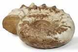 Monster Jurassic Ammonite (Kranosphinctes) Fossil - Madagascar #279775-2